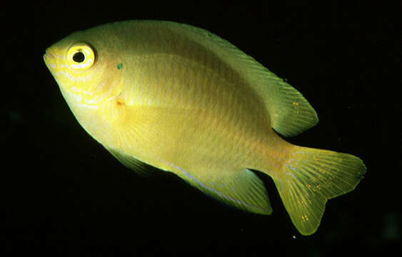 Image of Lemon damsel