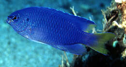 Image of Blue damsel