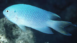 Image of Blue damsel