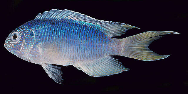 Image of Blue damsel