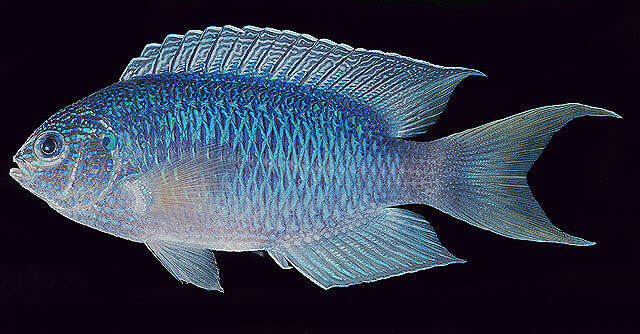 Image of Blue damsel