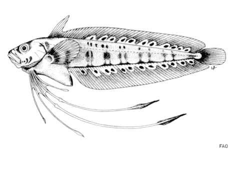 Plancia ëd Eretmophorus