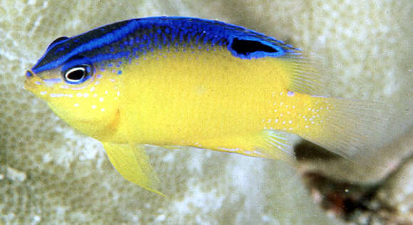 Image of Blueback damsel