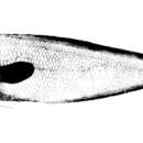 Image of Typhlonus nasus Günther 1878