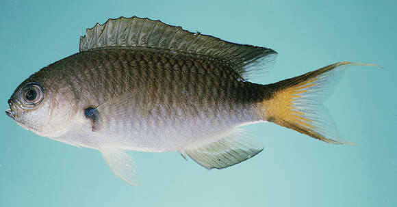 Image of Slender reef-damsel