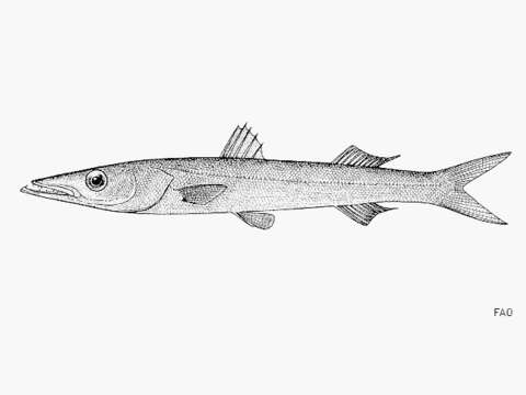 Image of Cheekflap barracuda