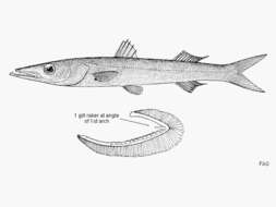 Image of Cheekflap barracuda