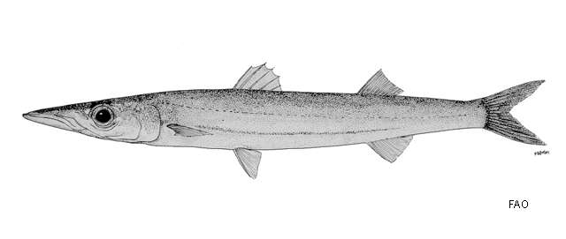 Image of Cheekflap barracuda