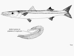 Image of Bigeye barracuda