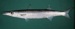 Image of Bigeye barracuda