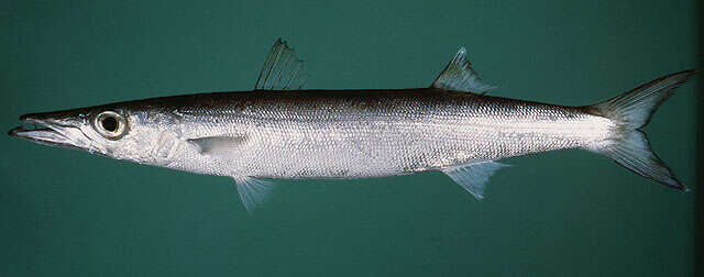 Image of Bigeye barracuda