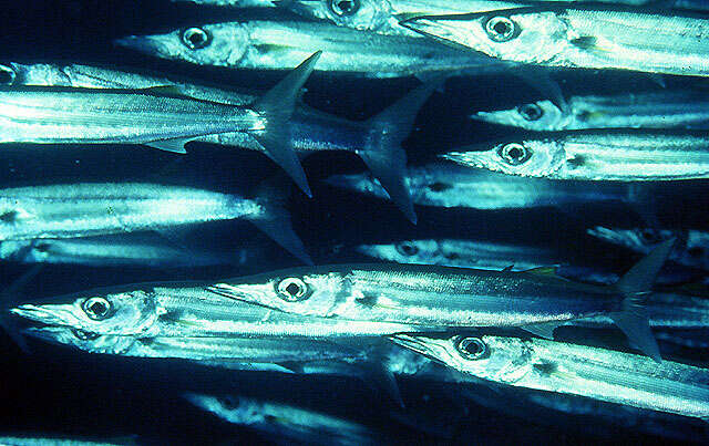 Image of Bigeye barracuda