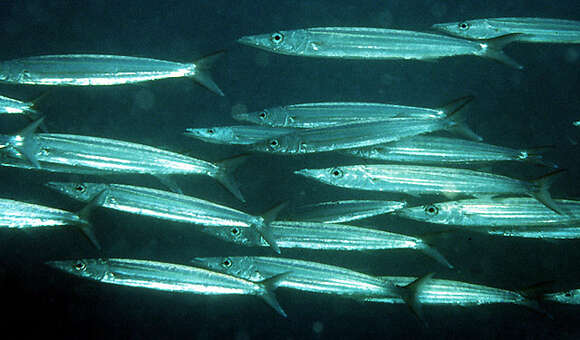 Image of Australian barracuda