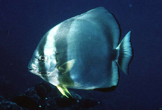 Image of Orbicular batfish