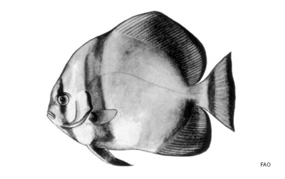 Image of Orbicular batfish