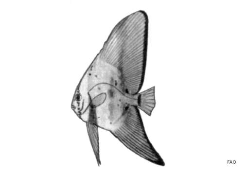 Image of Orbicular batfish