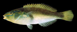 Image of Stethojulis marquesensis Randall 2000