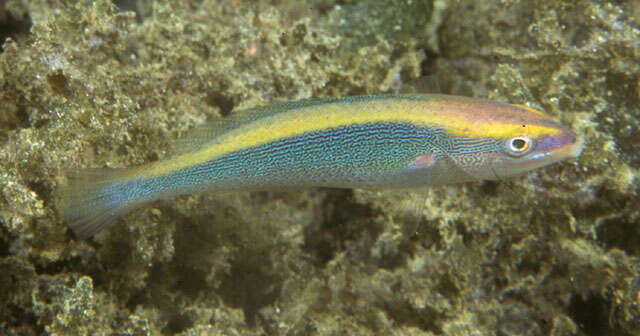 Image of Southern wrasse