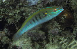 Image of Southern wrasse