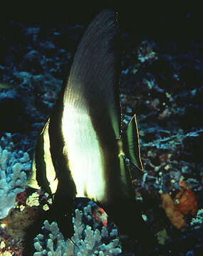 Image of Longfin batfish