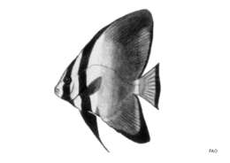 Image of Longfin batfish