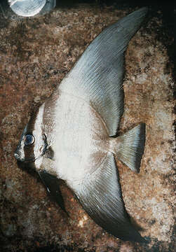 Image of Longfin batfish