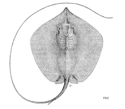 Image of Bleeker's Whipray