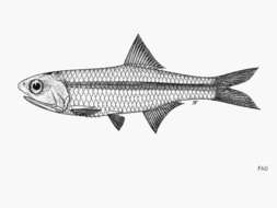 Image of Nelson&#39;s anchovy