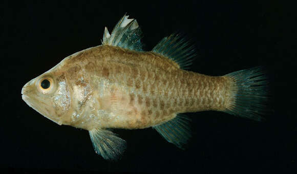 Image of Bay cardinalfish