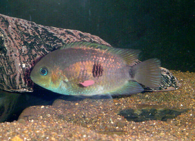 Image of Topaz cichlid