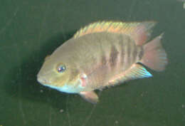 Image of Topaz cichlid