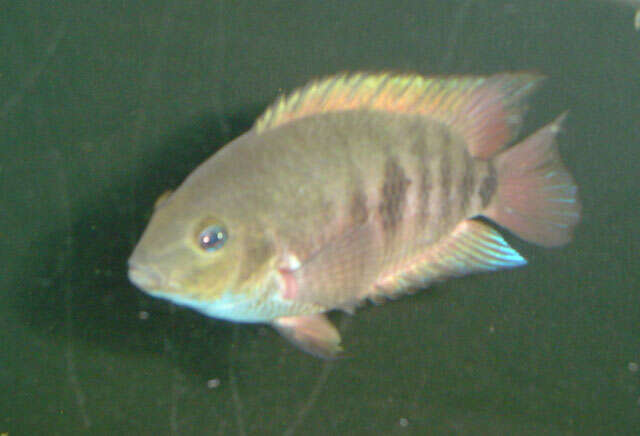 Image of Topaz cichlid