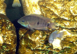 Image of Topaz cichlid