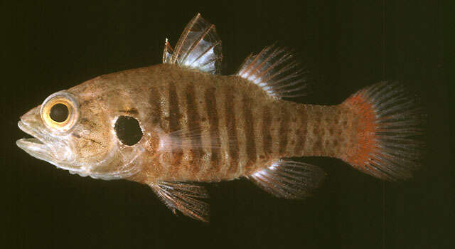 Image of Barred cardinalfish