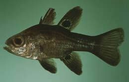 Image of Black cardinalfish