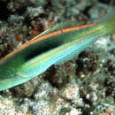 Image of Blue-nose wrasse