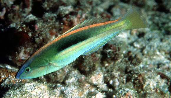 Image of Blue-nose wrasse