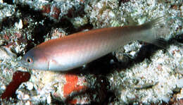 Image of Blue-nose wrasse