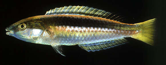 Image of Blue-nose wrasse