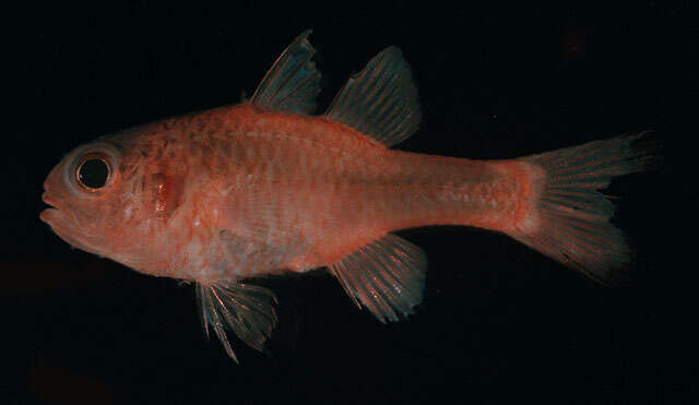 Image of Cryptic cardinalfish