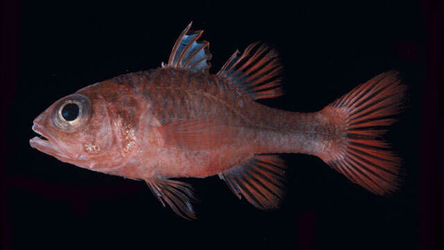 Image of Cryptic cardinalfish