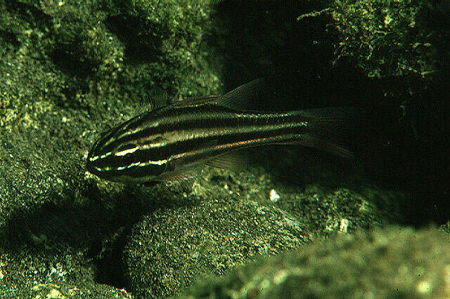 Image of Bandfin cardinalfish