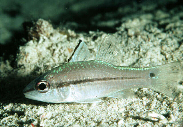 Image of Narrowstripe cardinalfish