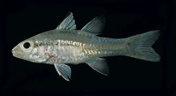 Image of Narrowstripe cardinalfish