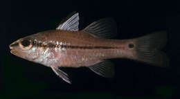 Image of Narrowstripe cardinalfish