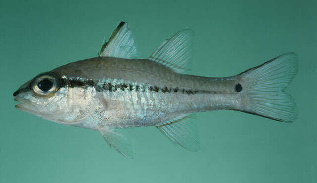 Image of Narrowstripe cardinalfish