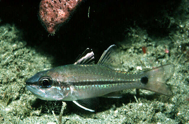 Image of Bridled cardinalfish