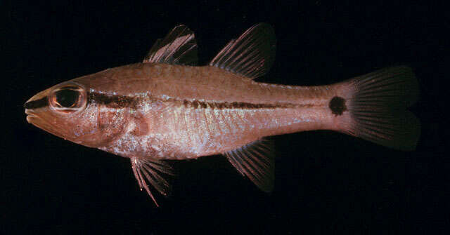 Image of Bridled cardinalfish