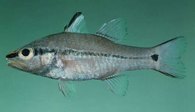 Image of Bridled cardinalfish