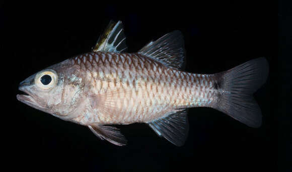 Image of Iridescent cardinalfish